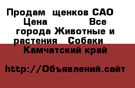 Продам ,щенков САО. › Цена ­ 30 000 - Все города Животные и растения » Собаки   . Камчатский край